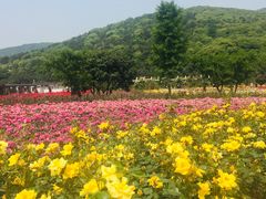 -龙寺生态园