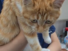 -佑安动物医院·全科·内窥镜中心(幸福巷店)