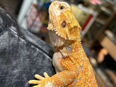 -酷以爬仙阁实体爬宠店·守宫·蜥蜴·专业繁育