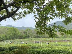 -中国茶叶博物馆(双峰馆区)