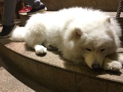 -more than meow吴止猫主题餐厅(承德 中船汇店)