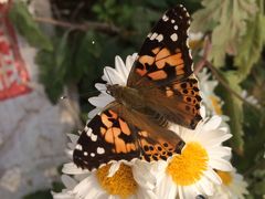 -披云徽府(繁华大道店)