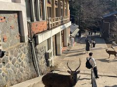 -奈良公园
