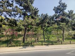 -八大关景区