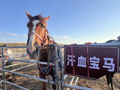 -伊犁河景区