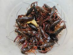 -同銮特种养殖场·龙虾垂钓