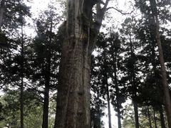 -阿里山神木遗迹