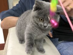 -lincat·猫舍(广州店)