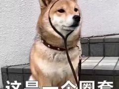 -柴务处·柴犬主题狗咖