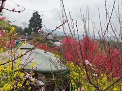 -桃源山庄·摘樱桃·柴火鸡·烧烤团建(龙泉山店)