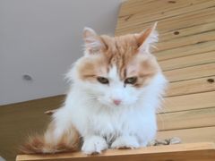 -猫的茶·猫咖