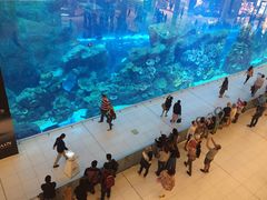 -迪拜水族馆及水下动物园