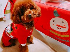 -PETKIT 小佩宠物·低压洗护·美容·寄养(安远店)