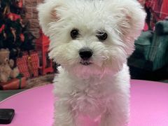 -FAELING PETS美天灵宠物(合生汇店)