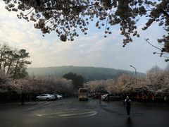-武汉大学-樱园