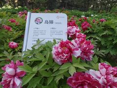 -太阳宫公园
