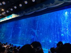 -烟台海昌鲸鲨海洋公园