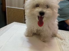 -宠爱国际动物医院·消化内科·心肾内科·ISFM猫友好(望京店)