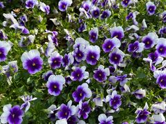 -天鹅湖体育公园