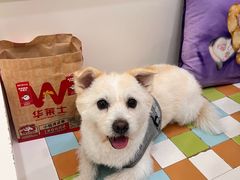 -瑞鹏宠物医院·宠保定点·心脏科·内科(御桥分院)