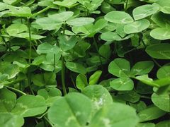 -三圣花乡旅游区