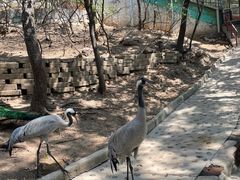 -燕塞湖鸟语林景区