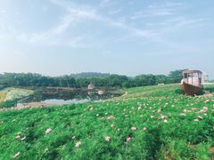 -大塘金香草谷