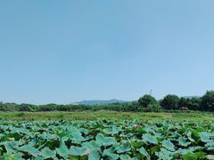 -光明小镇欢乐田园