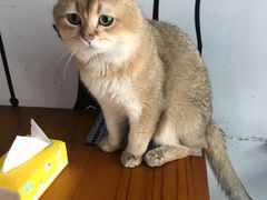 -猫咪咖啡·猫咖(万达广场店)