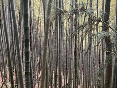 -上海佘山国家森林公园天马山园