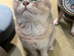 -逗柴咖啡屋·狗咖猫咖宠物桌游