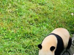 -卧龙中华大熊猫苑神树坪基地