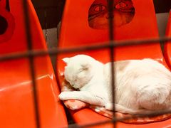 -猫咪博物馆(顶澳仔猫街店)