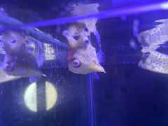 -太平洋海底世界