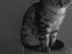 -爱宠屋pet shop·宠物洗澡·宠物美容