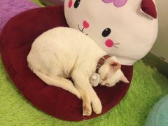 萌喵咖啡屋-萌喵宠狗爱心宠咖
