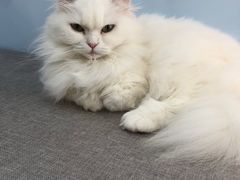 -喵宠乐园·撸猫互动·猫舍