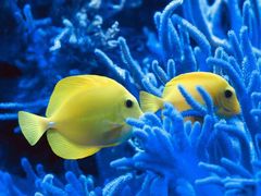 -凯莉-塔尔敦海洋生物水族馆