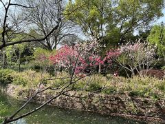 -无锡蠡湖国家湿地公园-蠡园