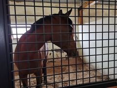 -北京群众马术培训基地