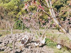 -宾湖农庄·农场特色(太湖龙之梦店)