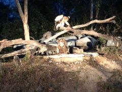 -清迈夜间动物园