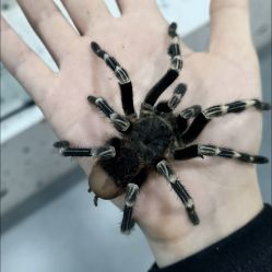 -Moni星球萌宠·小马宝莉·灵蛇·高端高阶全萌宠互动体验俱乐部(红豆国际广场店)