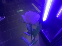 -道乐烧肉酒馆