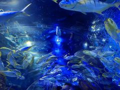 -大连圣亚海洋世界
