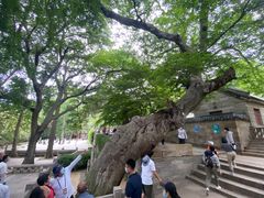 -青岛崂山太清宫