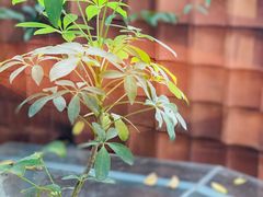 -花迹(富春江东街店)