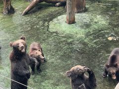 -深圳野生动物园
