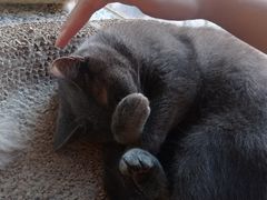 -猫爪屋猫咖(乐汇城店)