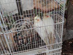 -上海大自然野生昆虫馆(东方明珠·爬宠昆虫探索中心)